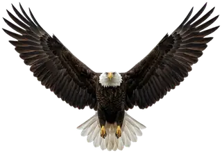 Real soaring eagle